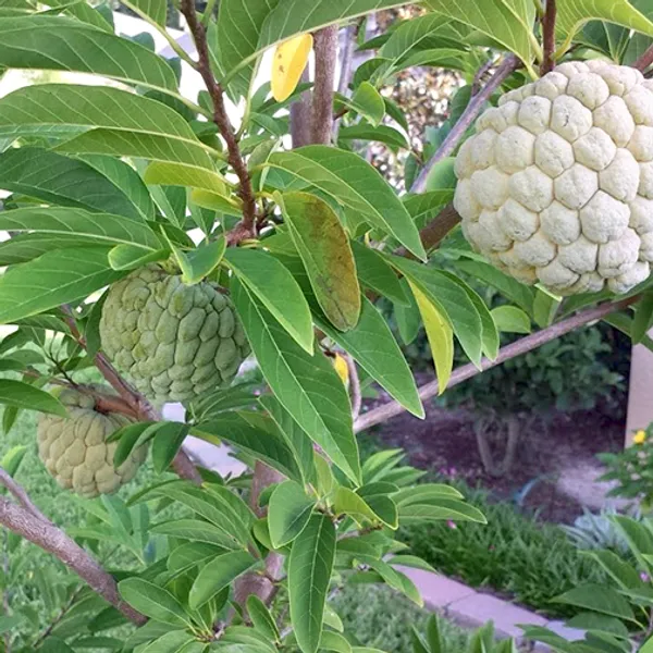 Custard_Apple_Hybrid_Fruit_Plant_&_Tree_For_Gardening_Healthy_Custard_Apple_Plant_Age_1.5_Years,_Suitable_Location_Outdoor_Grafted,