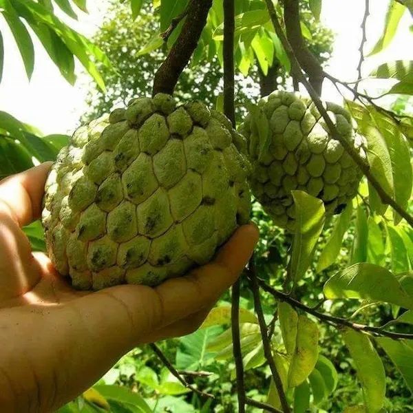 Custard_Apple_Hybrid_Fruit_Plant_&_Tree_For_Gardening_Healthy_Custard_Apple_Plant_Age_1.5_Years,_Suitable_Location_Outdoor_Grafted,