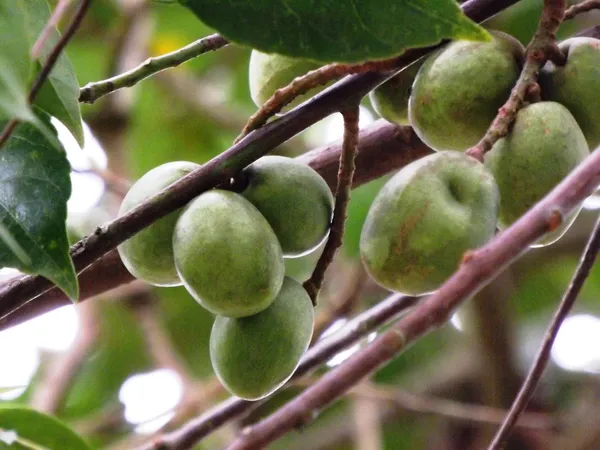 Hybrid_Grafted_Ceylon_Olive_/_Jolpai_Plant