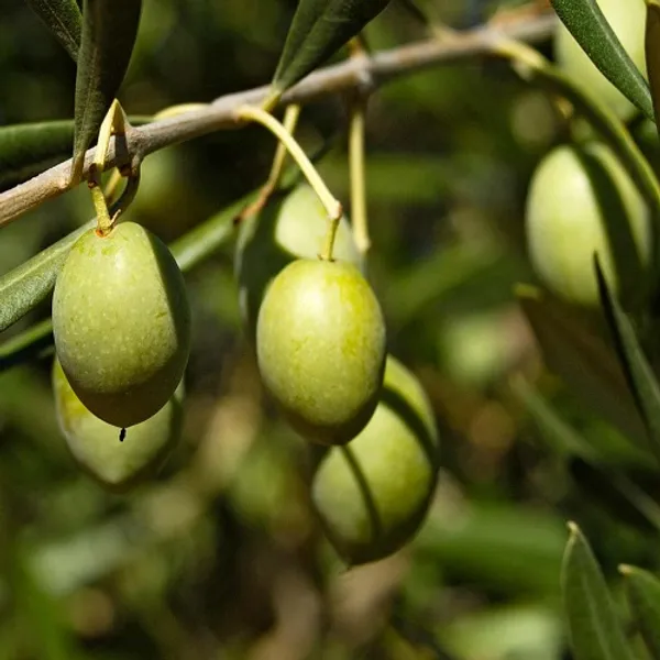 Hybrid_Grafted_Ceylon_Olive_/_Jolpai_Plant