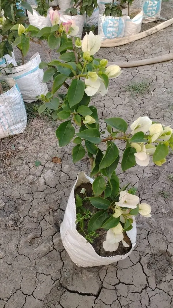 Bougainvillea_Glabra_Snow_White_??Flowering_Plant