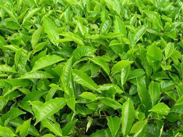 Darjeeling_Tea_Live_Plant_For_Gardening_Hybrid,