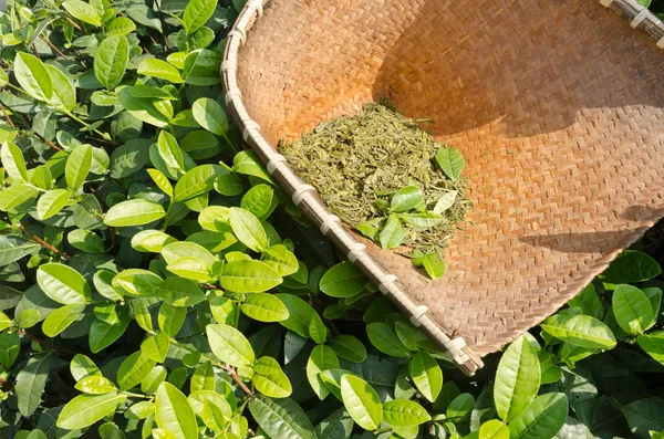 Darjeeling_Tea_Live_Plant_For_Gardening_Hybrid,