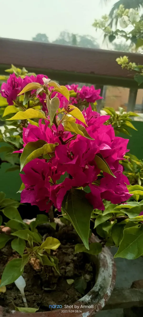 Deep_Pink_Bougainvillea_Flower_Plant