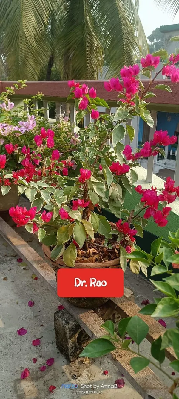 Deep_Pink_Bougainvillea_Flower_Plant