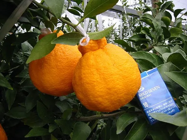 Original_Japanese_Dekopon_Sumo_Orange_Plant_&_Tree