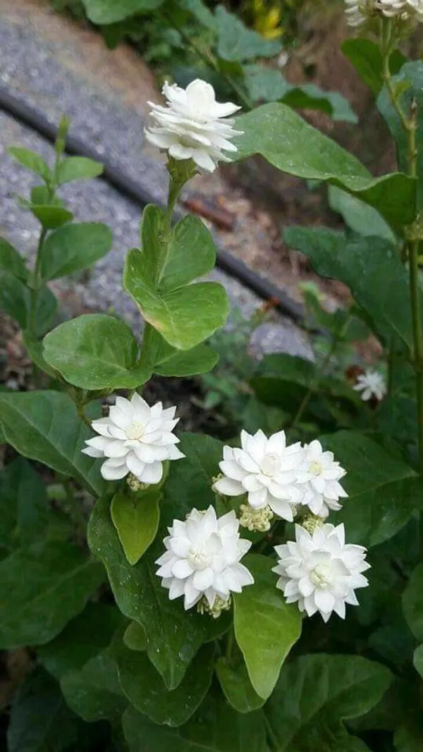 Dobel_Patel_Jasmine_Flower_Plant_Hybrid