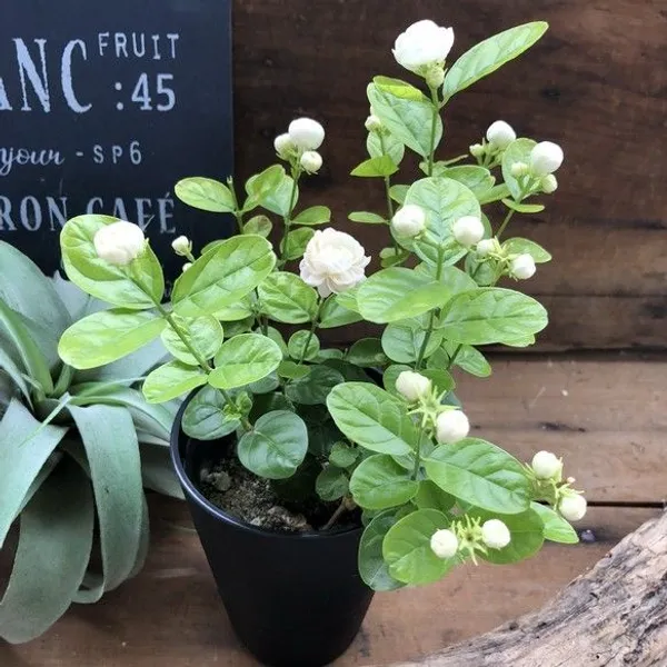 Dobel_Patel_Jasmine_Flower_Plant_Hybrid
