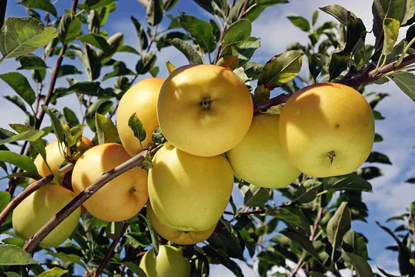 Dorsett_Golden_Grafted_Apple_Fruit_1.5-3.5_Ft_Hybrid_Plant