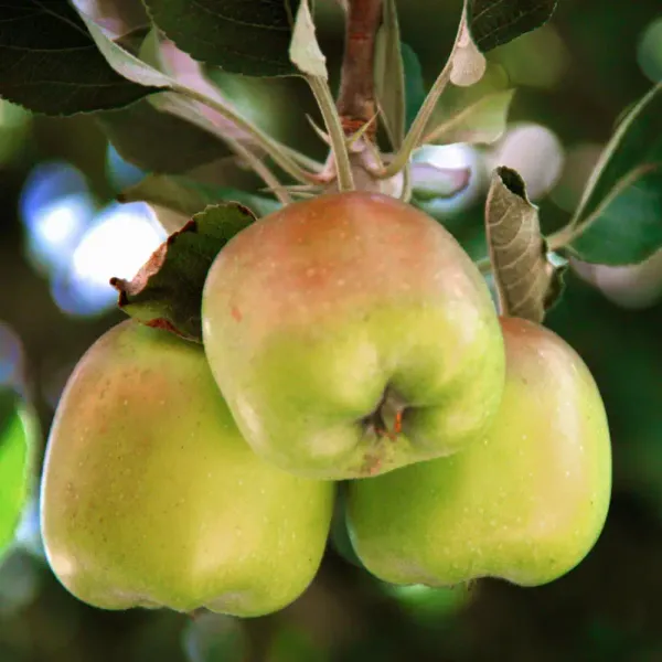 Dorsett_Golden_Grafted_Apple_Fruit_1.5-3.5_Ft_Hybrid_Plant