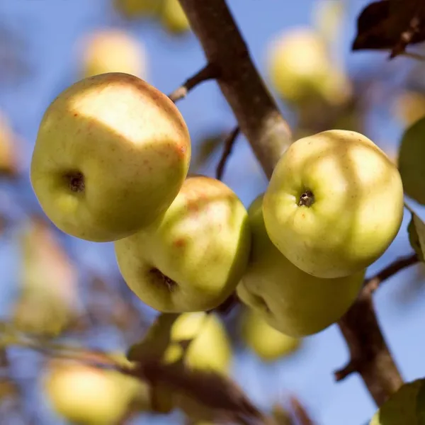 Dorsett_Golden_Grafted_Apple_Fruit_1.5-3.5_Ft_Hybrid_Plant