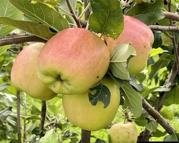 Dorsett_Golden_Grafted_Apple_Fruit_1.5-3.5_Ft_Hybrid_Plant