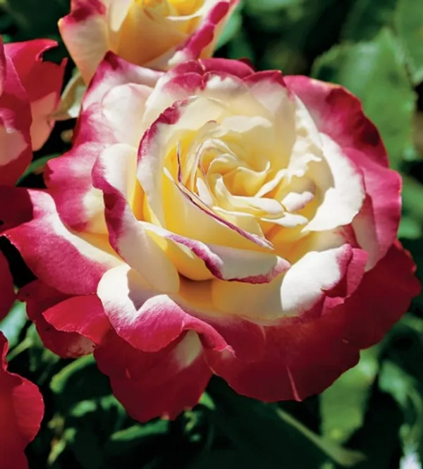 Dutch_Double_Patel_Rose_Flower_1.5-3.5_Ft_Live_Plant