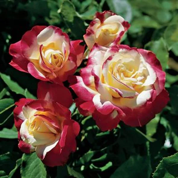 Dutch_Double_Patel_Rose_Flower_1.5-3.5_Ft_Live_Plant