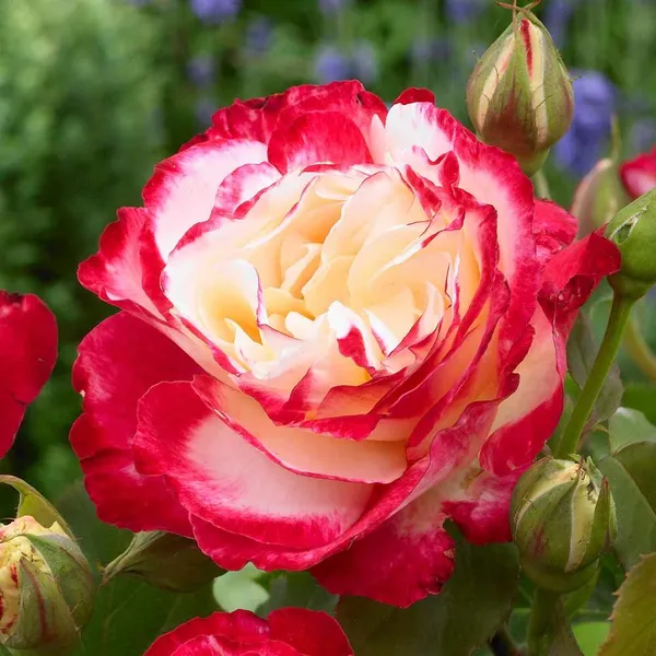 Double_Patel_Dutch_Rose_Flower_Plant