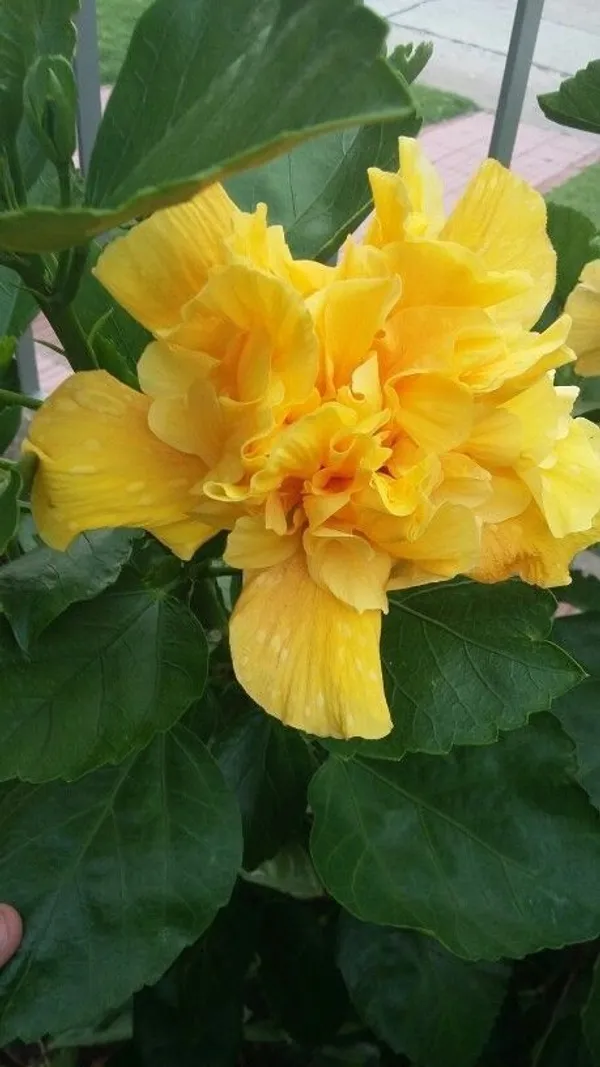 Double_Petal_Yellow_Hibiscus_Easy_To_Grow_Flower_Plant_For_Home_Garden,_(Pack_Of_1)