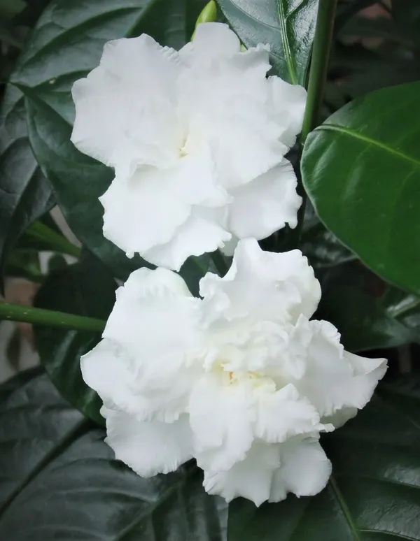 Double_Patel_Jasmine/Juhi_Live_Flowering_Plant_&_Tree_(1.5-2_Ft_Hight)__For_Home_Garden_Hybrid_Jasmine_Flower_Plant_(Pack_Of_1)