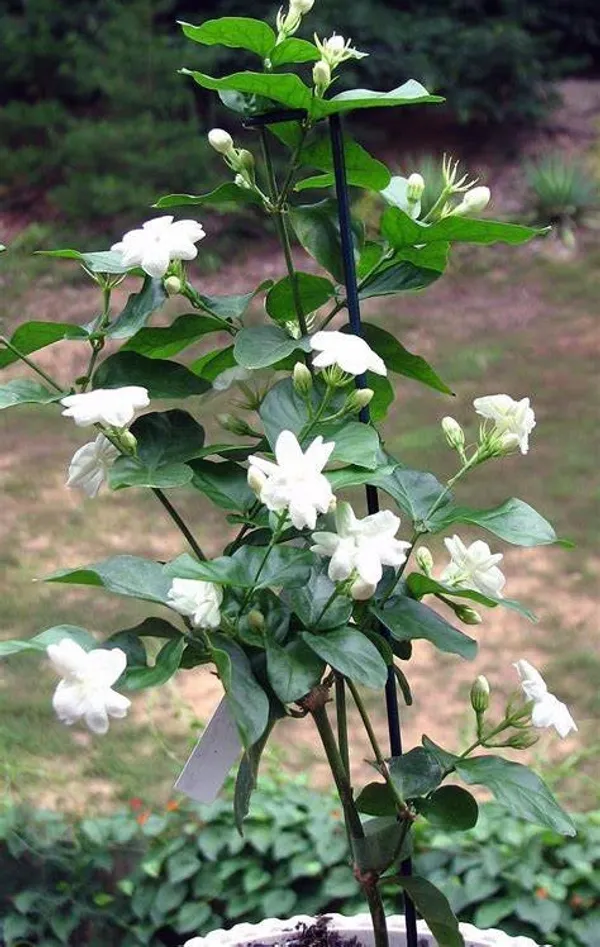 Double_Patel_Jasmine/Juhi_Live_Flowering_Plant_&_Tree_(1.5-2_Ft_Hight)__For_Home_Garden_Hybrid_Jasmine_Flower_Plant_(Pack_Of_1)