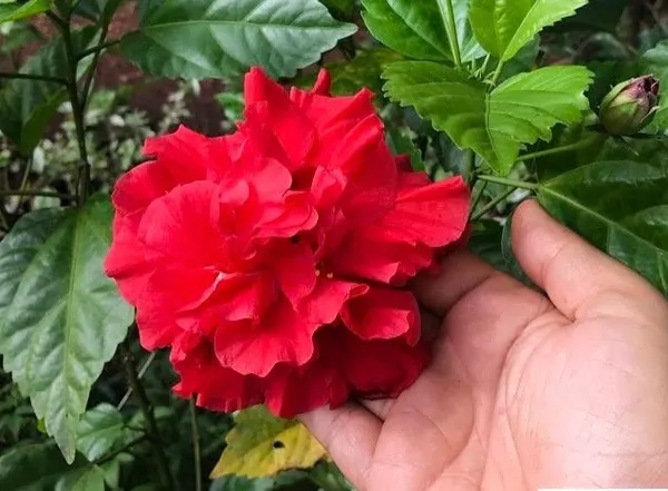 Double_Red_Hibiscus_Plant