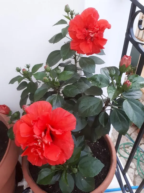 Double_Red_Hibiscus_Plant