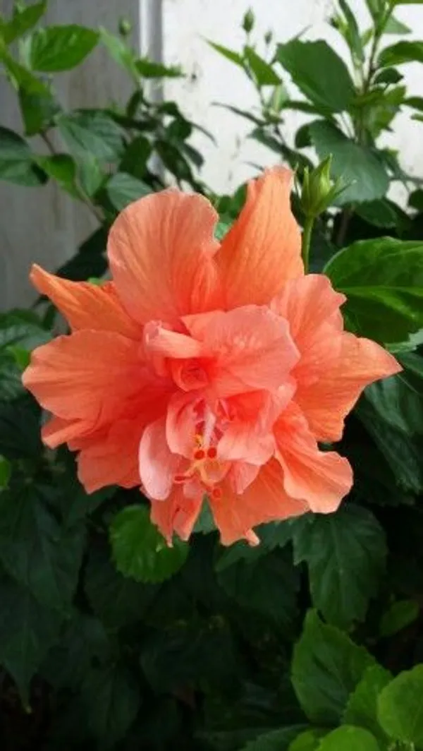 Double_orange_hibiscus_flower_plant