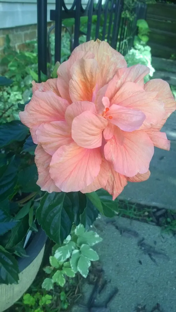 Double_orange_hibiscus_flower_plant