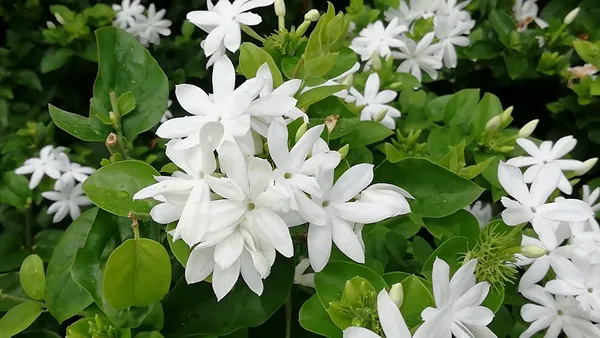 Downy_White_Jasmine_Flowering_Live_Plant_For_Shrub/Bush/Home_Gardening_(Pack_Of_1)