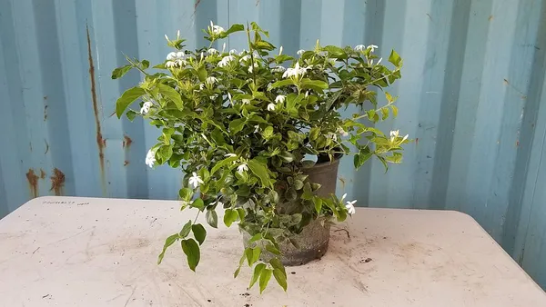 Downy_White_Jasmine_Flowering_Live_Plant_For_Shrub/Bush/Home_Gardening_(Pack_Of_1)