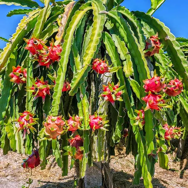 American_Red_Dragon_Hybrid_Fruit_Plant_&_Tree_For_Sweet_Home_Gardening_(Pack_Of_1)
