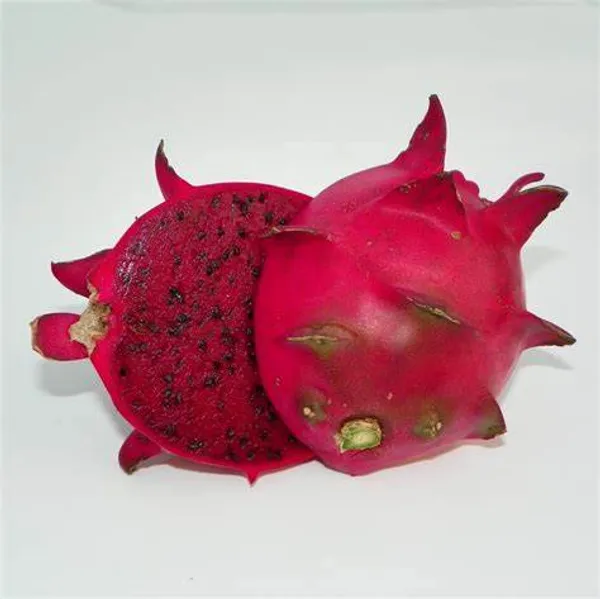 American_Red_Dragon_Hybrid_Fruit_Plant_&_Tree_For_Sweet_Home_Gardening_(Pack_Of_1)