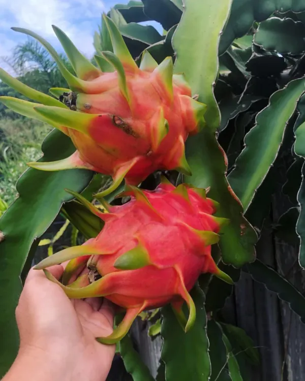 Dragon_Hybrid_Fruit_Live_Plant_&_Tree_For_Sweet_Home_Gardening_(1.5-3.5_Ft_Hight)_Pack_Of_1