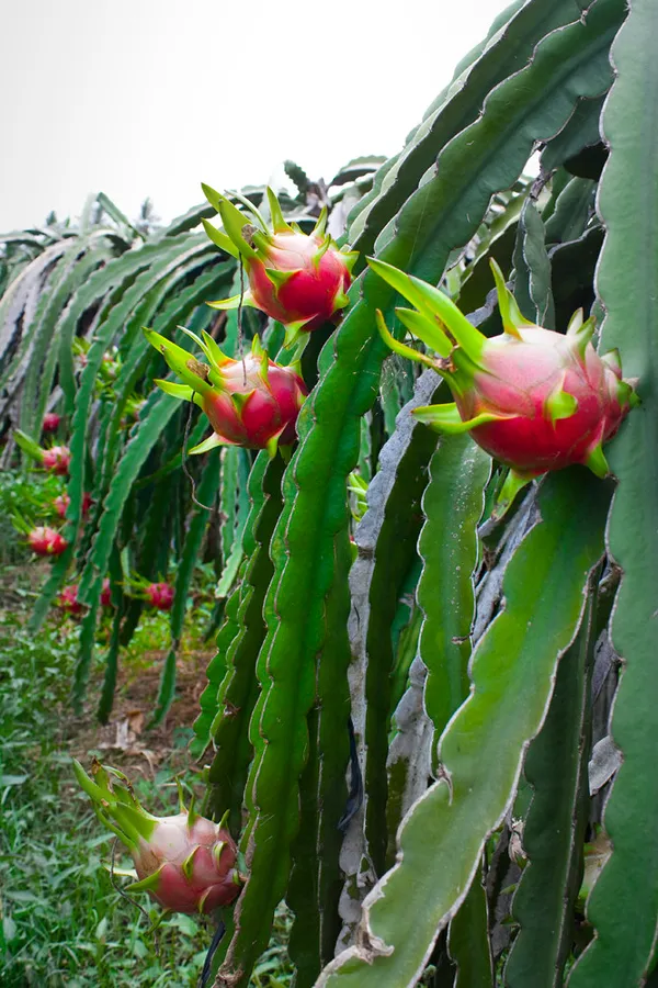 Dragon_Hybrid_Fruit_Live_Plant_&_Tree_For_Sweet_Home_Gardening_(1.5-3.5_Ft_Hight)_Pack_Of_1