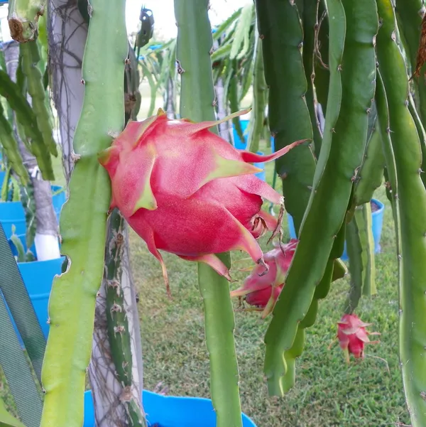 Dragon_Hybrid_Fruit_Live_Plant_&_Tree_For_Sweet_Home_Gardening_(1.5-3.5_Ft_Hight)_Pack_Of_1