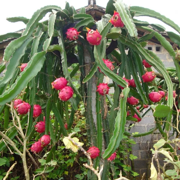 Dragon_Hybrid_Fruit_Live_Plant_&_Tree_For_Sweet_Home_Gardening_(1.5-3.5_Ft_Hight)_Pack_Of_1
