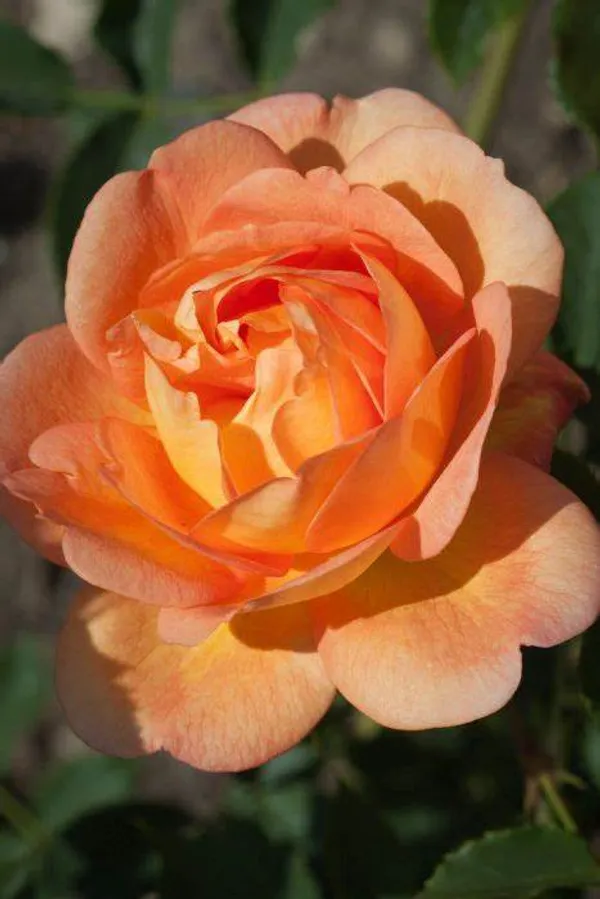 Dutch_Rose_1.5-3.5_Ft_Live__Flower_Plant