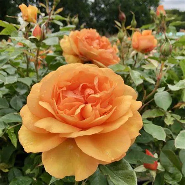 Dutch_Rose_1.5-3.5_Ft_Live__Flower_Plant