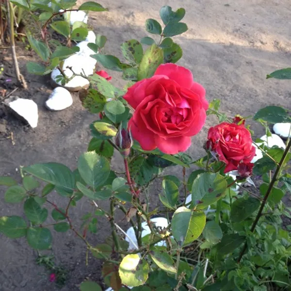 Dutch_Red_Rose_Flower_Live_Plant