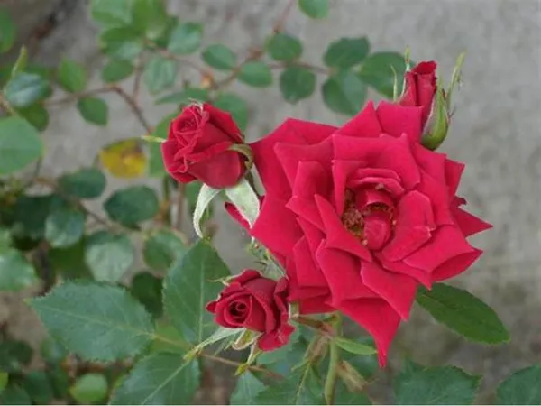 Dutch_Red_Rose_Flower_Live_Plant