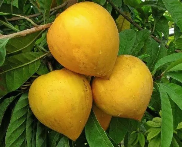Egg_Live_Fruit_Plant