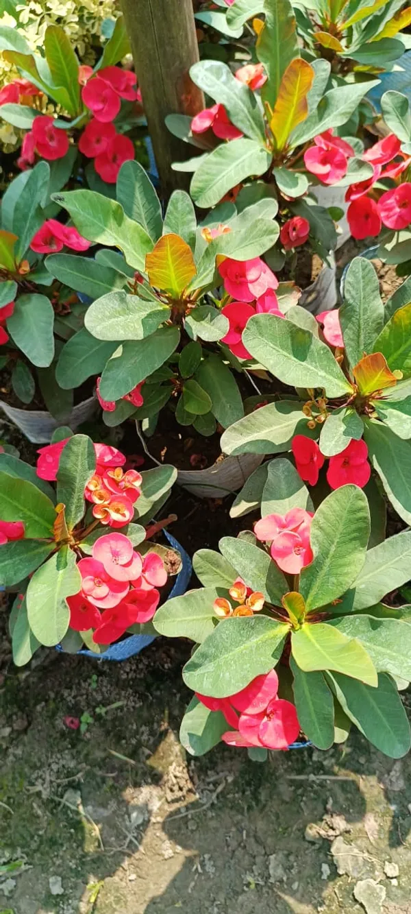 Euphorbia_Milli_flower_Plant
