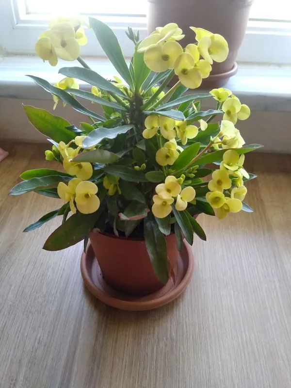 Euphorbia_Milli__Plant
