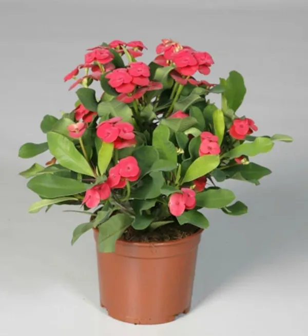 Euphorbia_cactus_flower__Plant