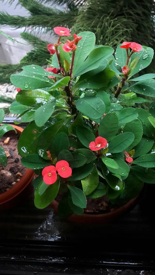Euphorbia_cactus_flower__Plant