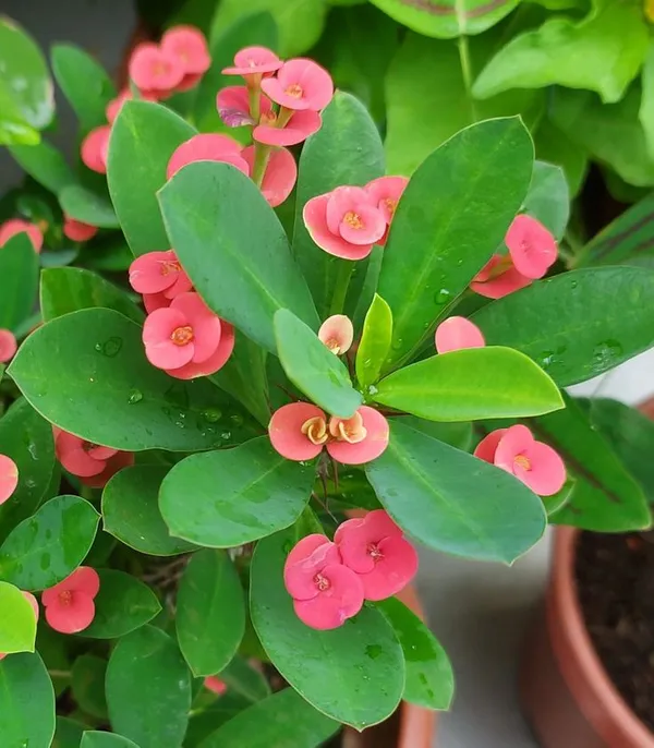 Euphorbia_cactus_flower__Plant