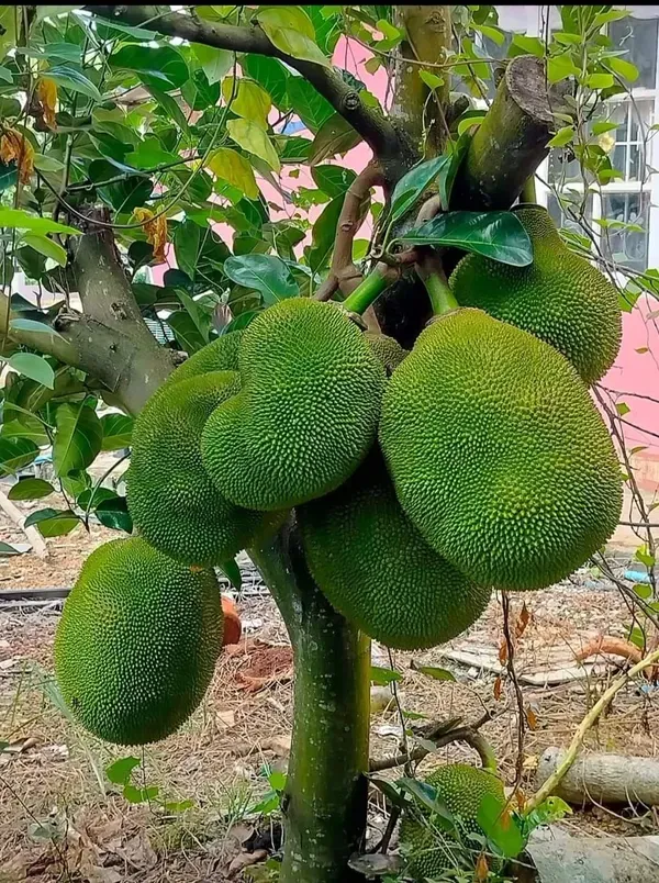 Indian_12_Month_Hybrid_Jackfruit_Live_Fruit_Plant_&_Tree_(1.5-2_Ft_Hight)_All_Time_Jackfruit_Grafted_Plant_For_Home_Gardening_(Pack_Of_1)