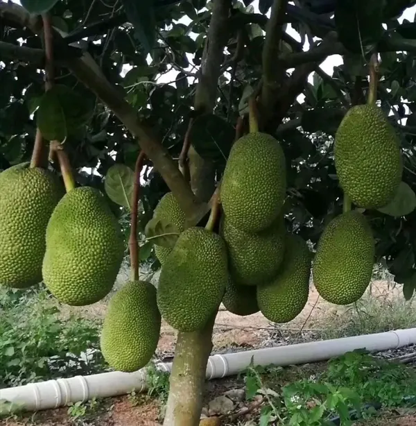 Indian_12_Month_Hybrid_Jackfruit_Live_Fruit_Plant_&_Tree_(1.5-2_Ft_Hight)_All_Time_Jackfruit_Grafted_Plant_For_Home_Gardening_(Pack_Of_1)