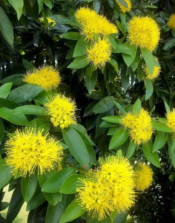 Greenery_Nursery_First_Love_Xanthostemon_Chrysanthus,Golden_Penda_Bright_Golden_Yellow_Flowers_Plant_Natural_Live_outdoor_gardens_and_landscaping