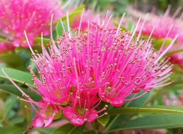 Frist_love_flower_Plant