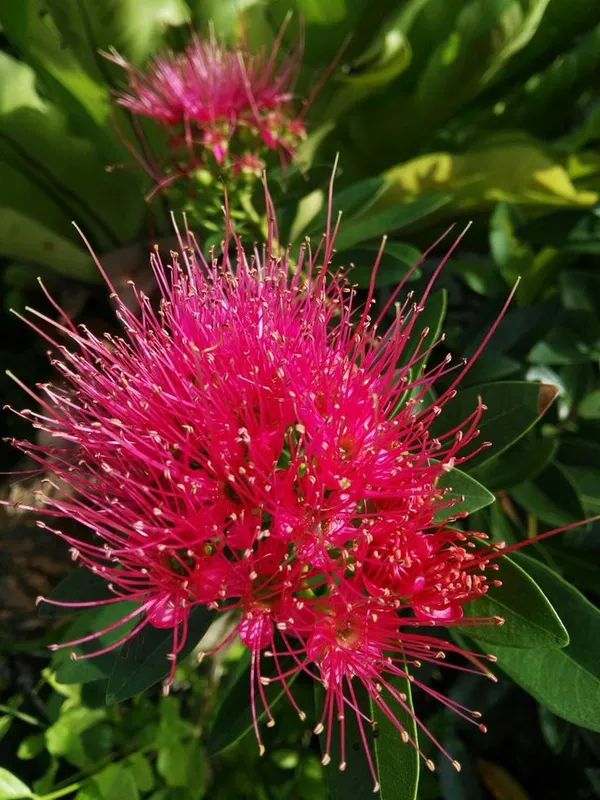 Frist_love_flower_Plant
