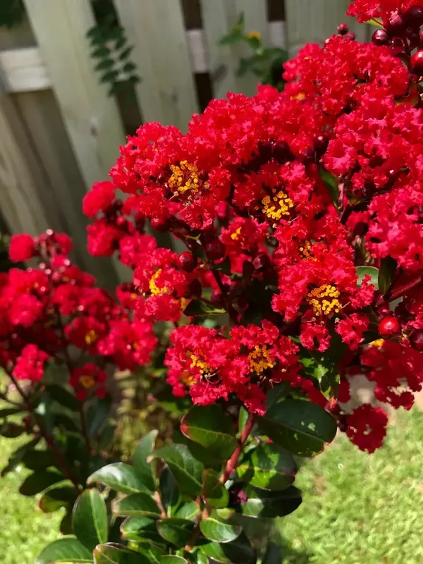 Furus_(Red)_Flowering_Live_Plant_&_Tree_(1.5-3.5_Ft_Hight)_For_Your_Home_Garden_(Pack_Of_1)